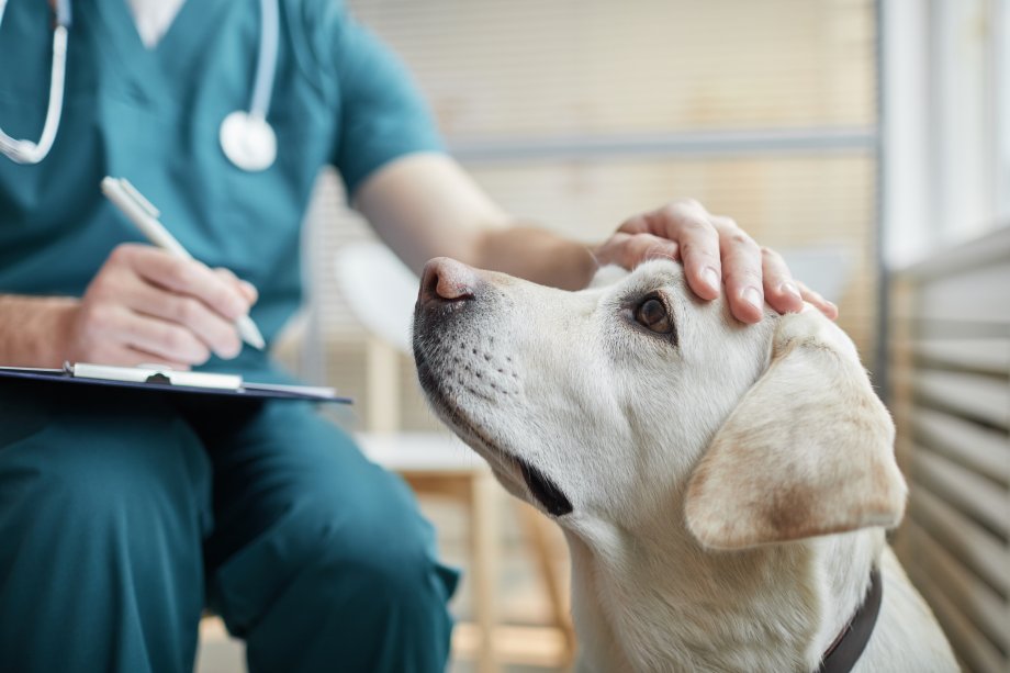 Veterinarinių vaistų priežiūros ir kontrolės procesuose nustatytos korupcijos rizikos